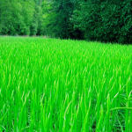 Mars, le mois où la forêt vous invite à dîner sans facture