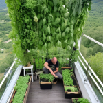 Du balcon à l&rsquo;infini : cultiver des légumes rares toute l&rsquo;année avec le potager vertical en apesanteur